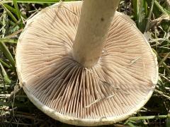 (Agrocybe Gilled Mushroom) underside