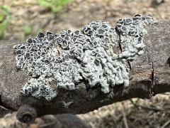 (Physcia Rosette Lichen) on twig