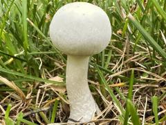 (Field Mushroom) lateral