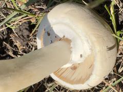(Field Mushroom) underside opened