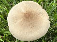 (Deer Mushroom) upperside