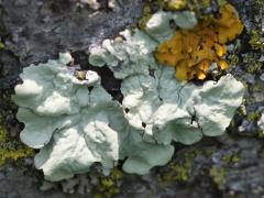 (Common Greenshield Lichen) on Staghorn Sumac