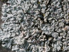 (Physcia Rosette Lichen) on Staghorn Sumac