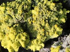 (Teloschistaceae Sunburst Lichen) on Staghorn Sumac