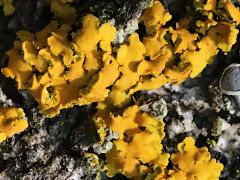 (Powdery Sunburst Lichen) on Staghorn Sumac