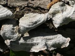 (Fasciatum Shelf Fungus) upperside