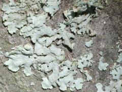 (Common Greenshield Lichen) on Serviceberry