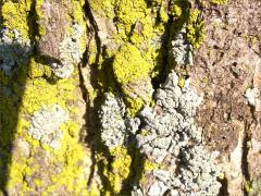 (Candleflame Lichen) on Bur Oak