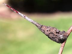(Washington Hawthorn) Cedar-Quince Rust overwintering gall on Washington Hawthorn