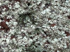 (Parmelioideae Shield Lichen) lava rock