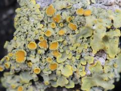 Common Sunburst Lichen on Kermes Oak