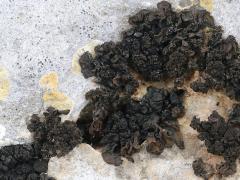 (Lathagrium Shield Lichen) on rocks