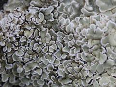 (Lecanoraceae Rim Lichen) on rocks