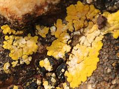 (Teloschistaceae Sunburst Lichen) on rocks