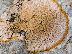 (Aurantia Sunburst Lichen) on rocks