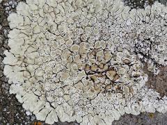 (Stonewall Rim Lichen) on rocks