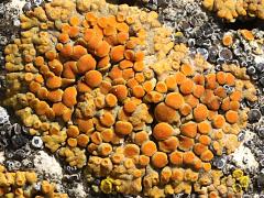 (Tiny Firedot Lichen) on rocks