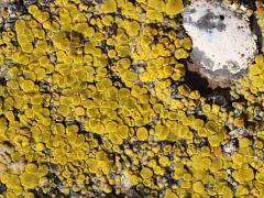 (Hidden Goldspeck Lichen) on rocks