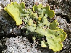 (Common Sunburst Lichen) on Oriental Plane