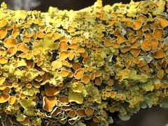 (Common Sunburst Lichen) on shrub