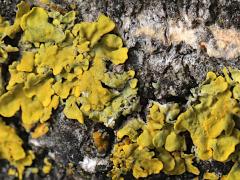 (White Poplar) Common Sunburst Lichen on White Poplar