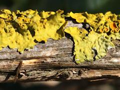 Common Sunburst Lichen on Rosemary