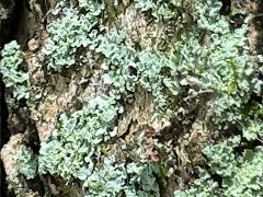 (Powdery Cryptic Shade Lichen) on Camphor Tree