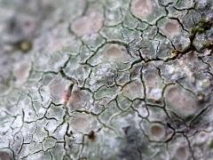 (Ostropomycetidae Wart Lichen) on rocks
