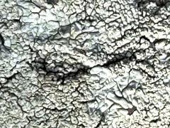 (Lecanoraceae Rim Lichen) on Frangipani