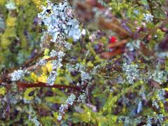 (Shield Lichen) on twigs