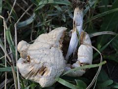 (Agaricomycetes Fungus) underside