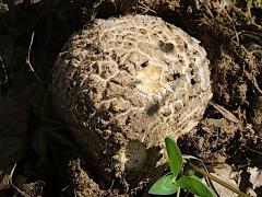 (Amanita Mushroom) five upperside