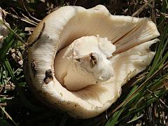 (Amanita Mushroom) four underside