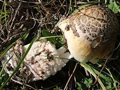 (Amanita Mushroom) four upperside