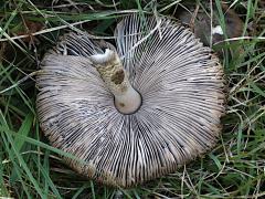 (Amanita Mushroom) six underside