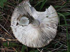 (Amanita Mushroom) three underside