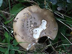 (Amanita Mushroom) three upperside