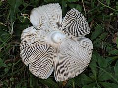 (Amanita Mushroom) two underside