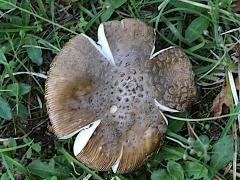 (Amanita Mushroom) two upperside