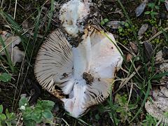 (Amanita Mushroom) underside
