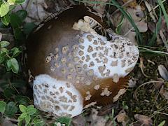 (Amanita Mushroom) upperside