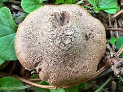 (Inocybaceae Fibercap) upperside