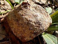 (Lycoperdaceae Puffball) upperside
