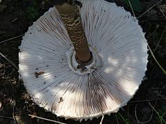(Parasol Mushroom) underside
