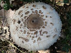 (Parasol Mushroom) upperside