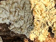 (Lecanoromycetes Common Lichen) on bark