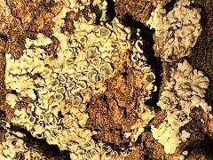 (Lecanoromycetes Common Lichen) on trunk