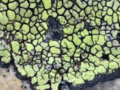 (Rhizocarpon Map Lichen) on rocks