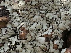 (Xanthoparmelia Rock Shield Lichen) on rocks