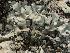 (Tinctina Rock Shield Lichen) on rocks